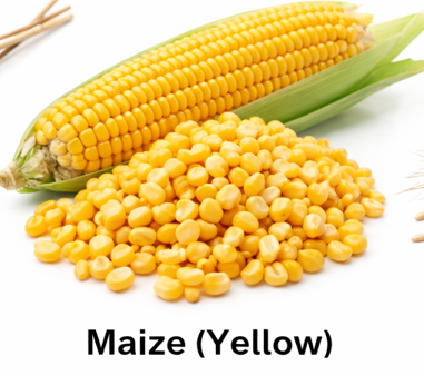 Maize (Yellow)